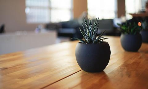 two small round dark slate grey pots of succulents on a cedar wood table with a blurred background